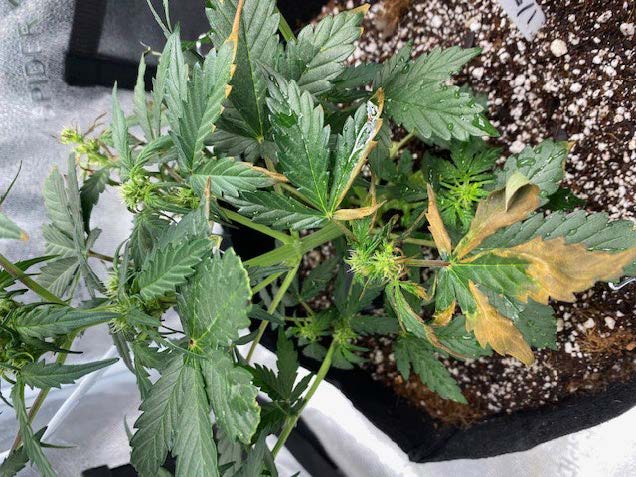 Help diagnosing new issue with auto lsd 5