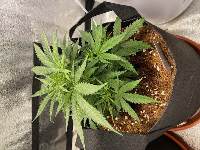 Help diagnosing new issue with auto lsd 6