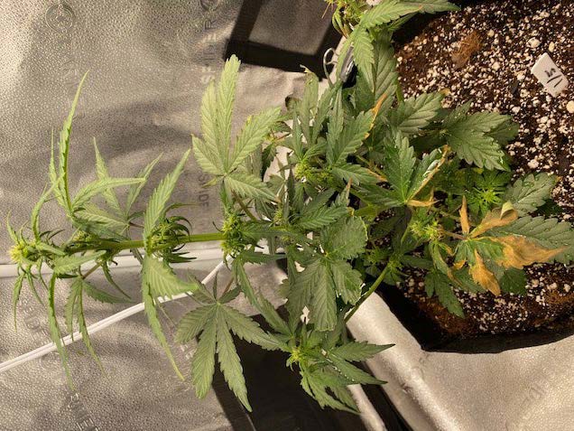 Help diagnosing new issue with auto lsd 7