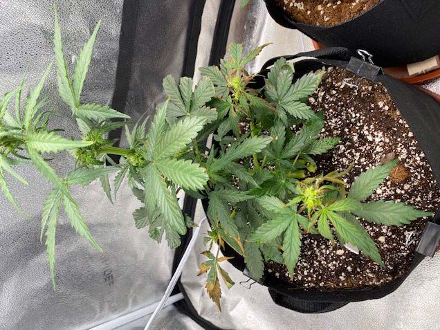 Help diagnosing new issue with auto lsd