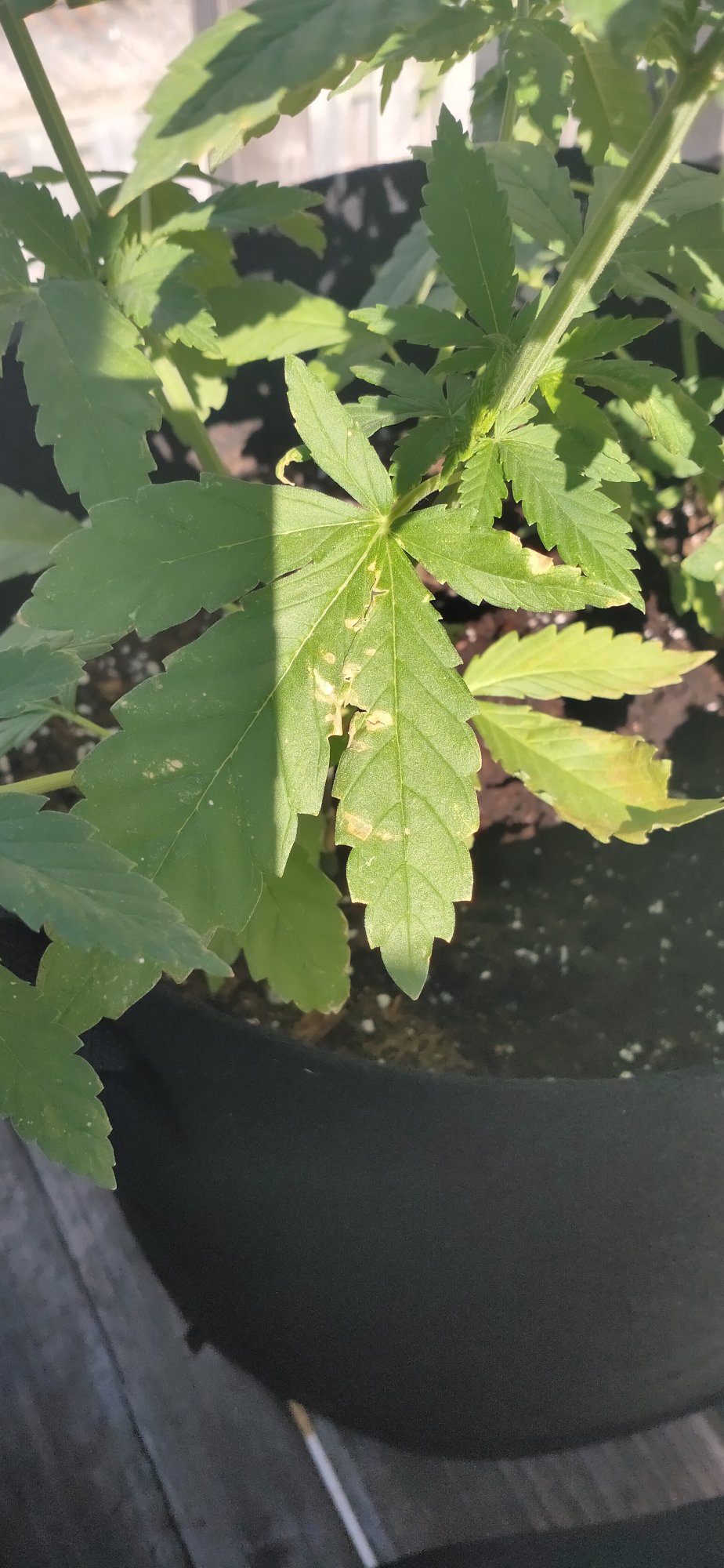 Help diagnosing problems with outdoor grow