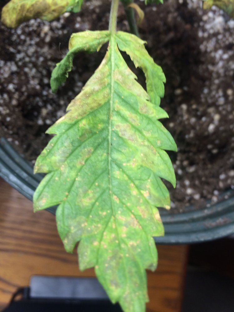 Help diagnosing sick plants 2