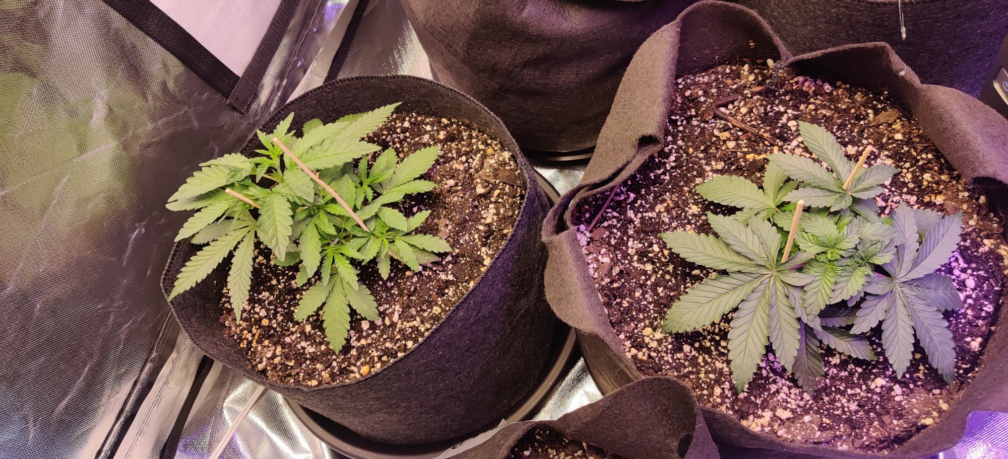 Help differentiating strains from free seeds