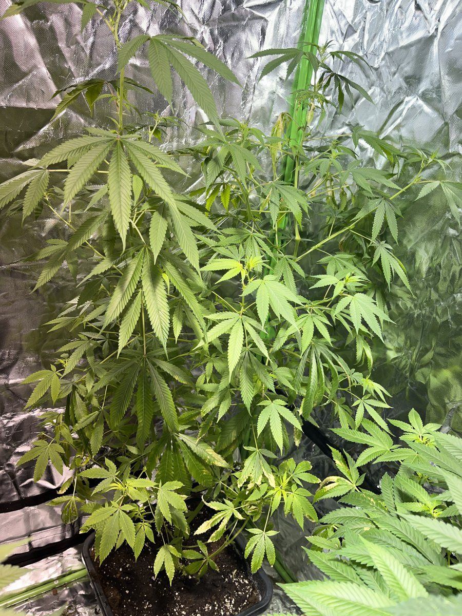 Help do i need to trim some leaves off my plants 3