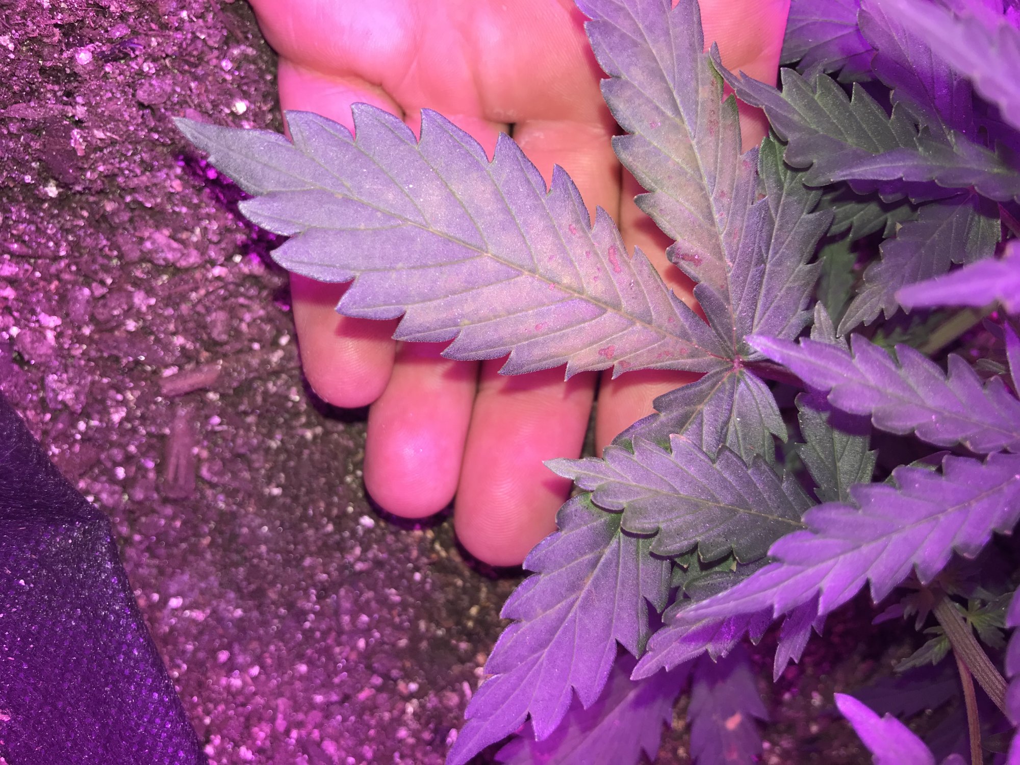 Help dont know whats happening with lower leafs