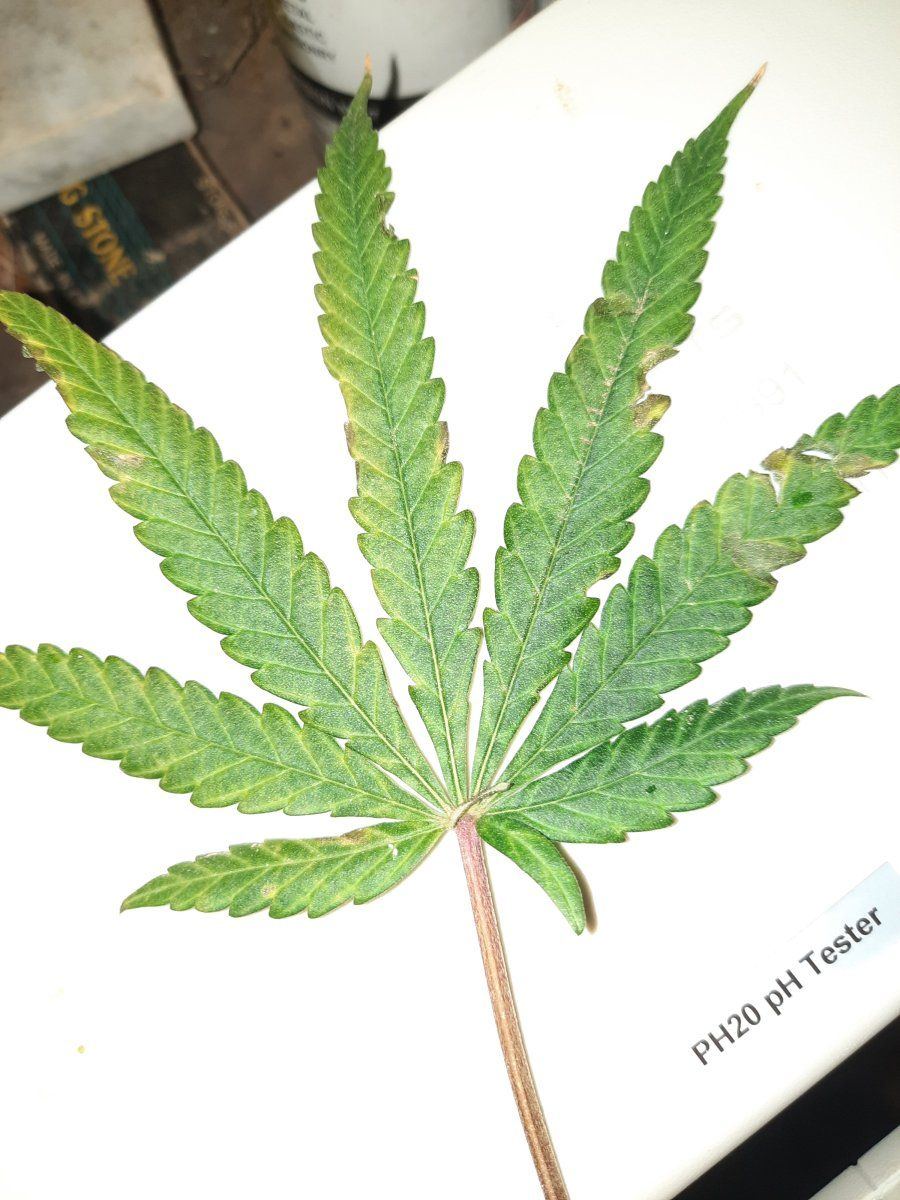 Help early signs of mag or nitro deficiency also whats wrong with the stigmas 4