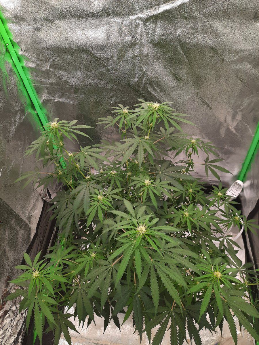Help early signs of mag or nitro deficiency also whats wrong with the stigmas 8