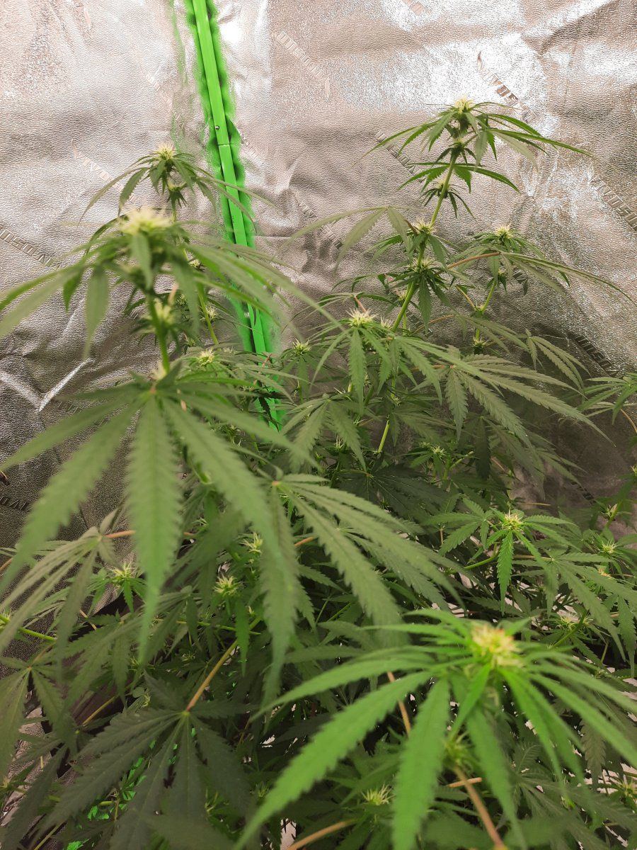 Help early signs of mag or nitro deficiency also whats wrong with the stigmas 9