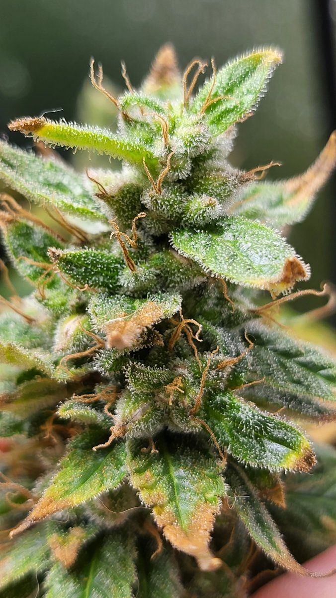 Help entire grow packed with seeds on every bud 3