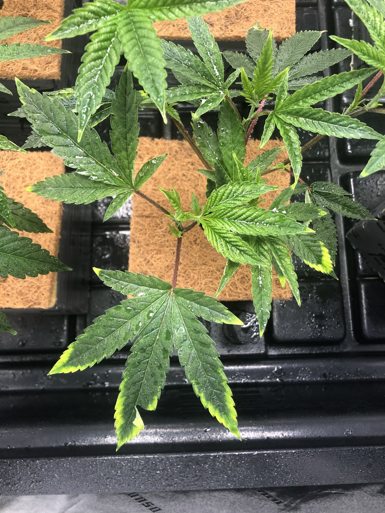 Help figuring out what deficency my girls are going through 2