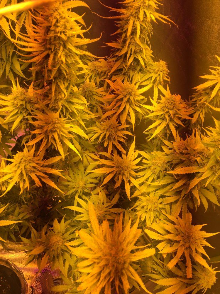 Help first grow 3
