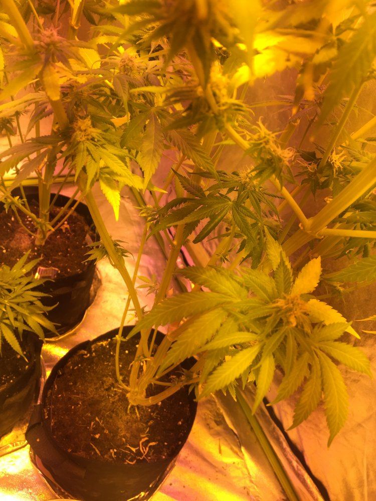 Help first grow 4