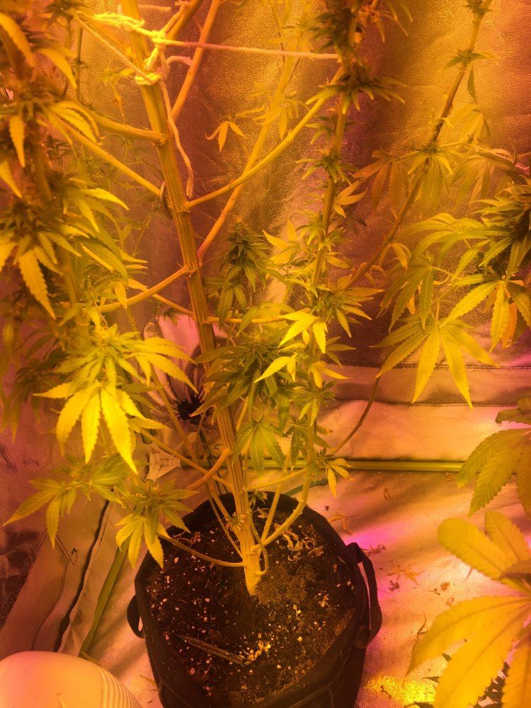 Help first grow 5