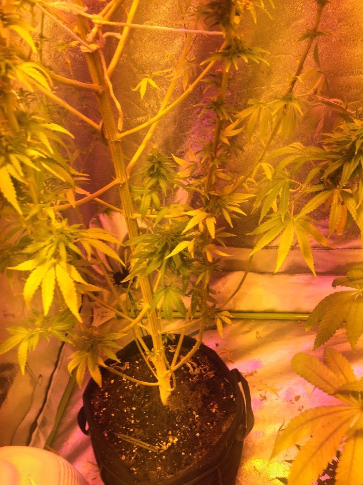 Help first grow 6