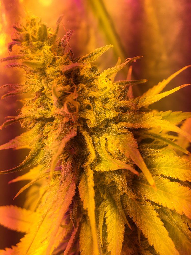Help first grow 7