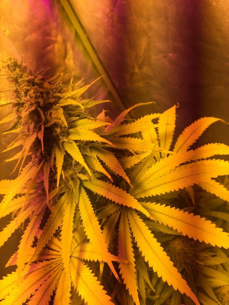 Help first grow 8