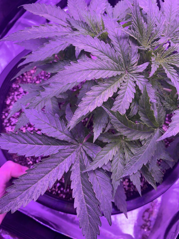 Help first grow possible pest 2