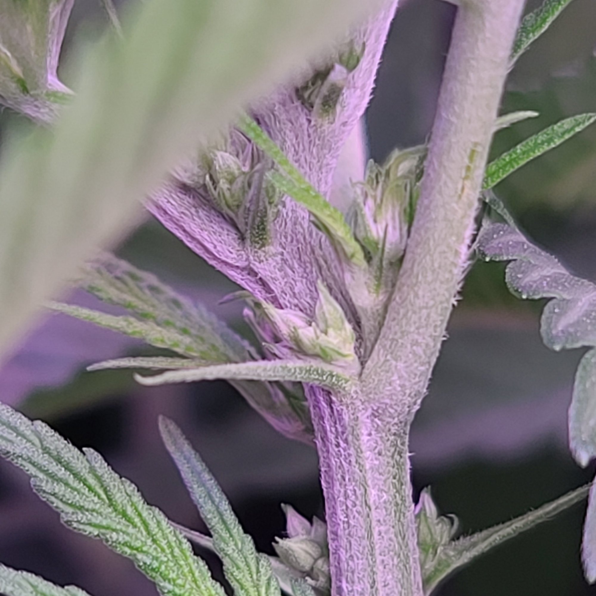 Help first time grower and i think its a dude 2