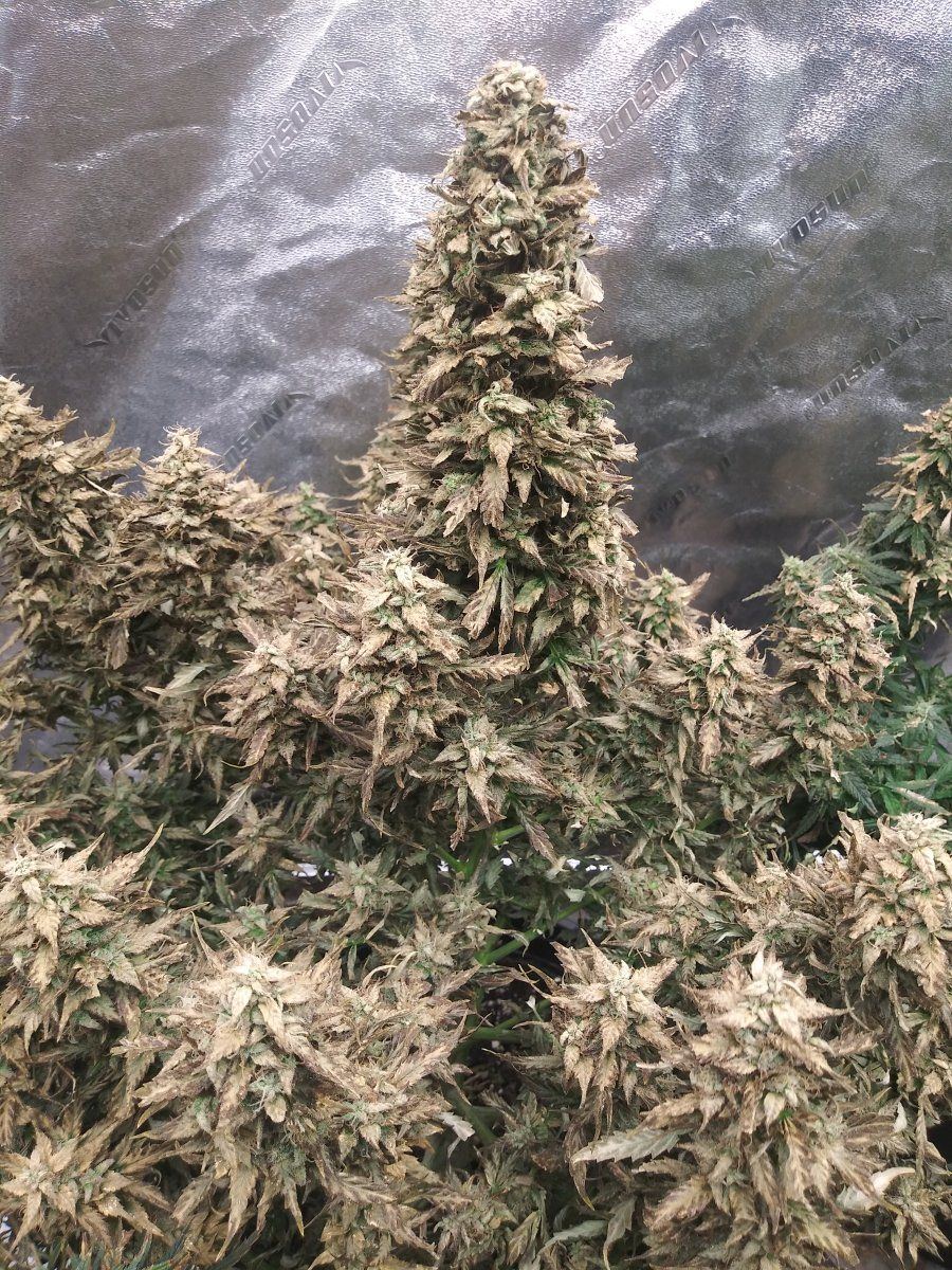 Help first time grower and things are going downhill right near time to harvest 2