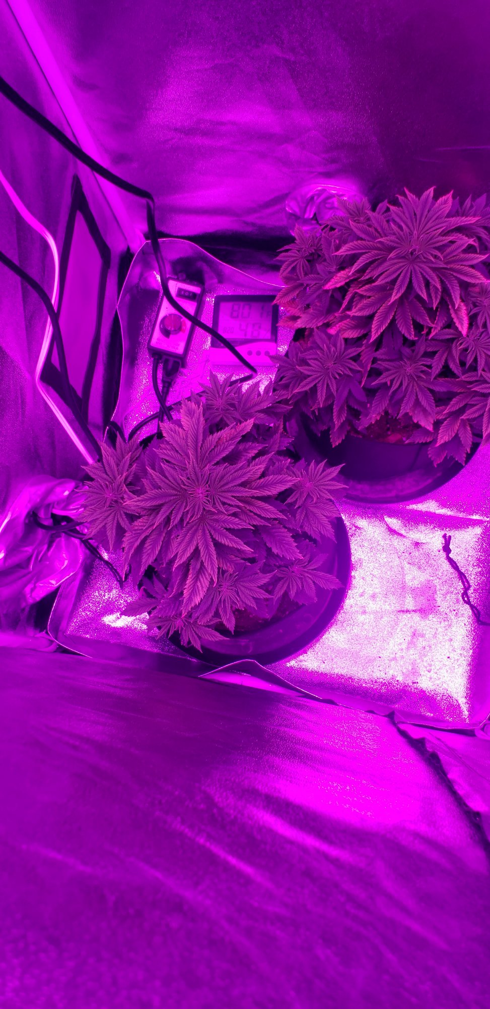 Help first time grower