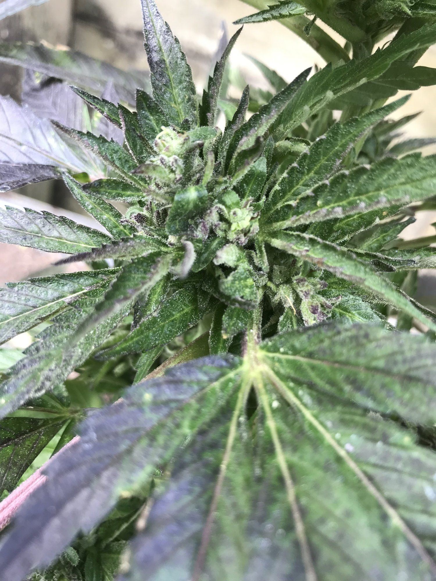 Help first time grower outdoor 10