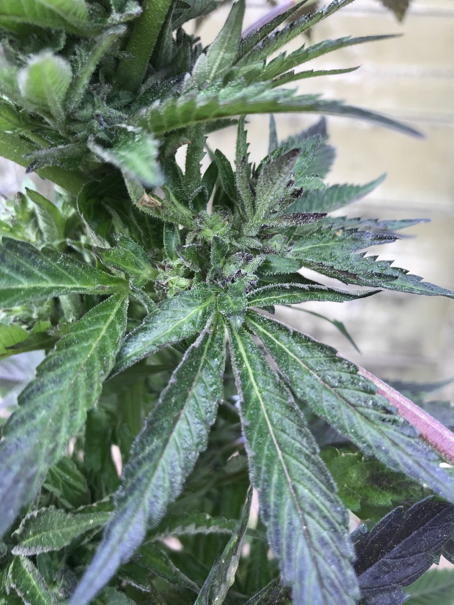 Help first time grower outdoor 3