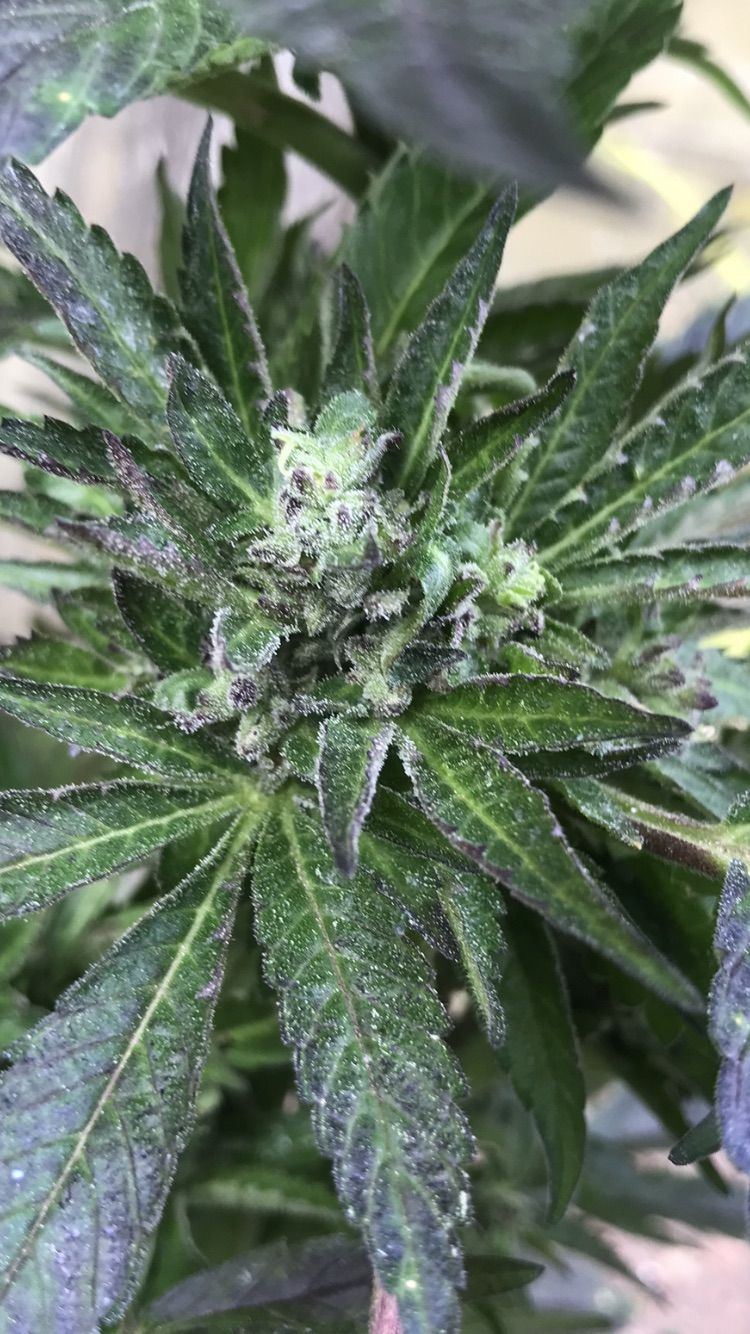 Help first time grower outdoor 4
