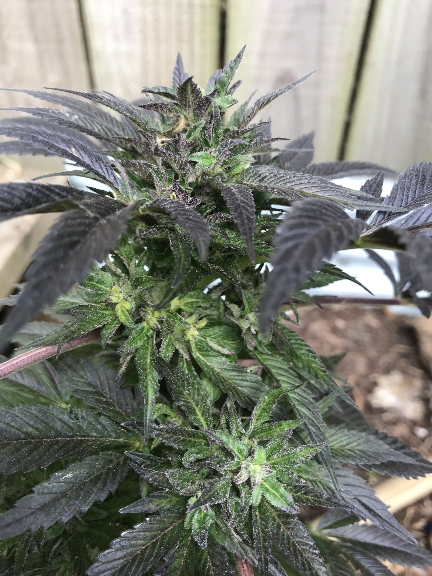 Help first time grower outdoor 5