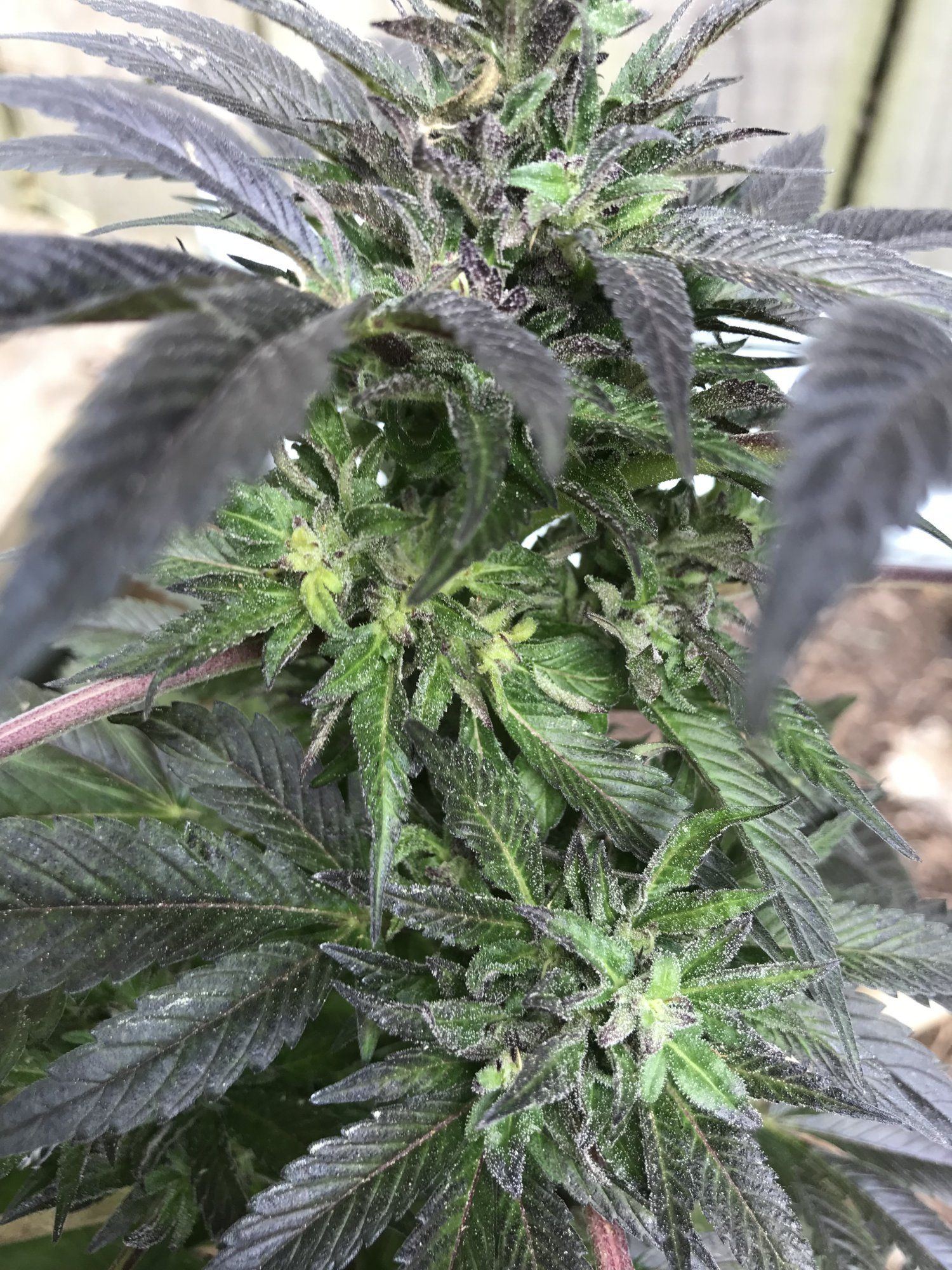 Help first time grower outdoor 7