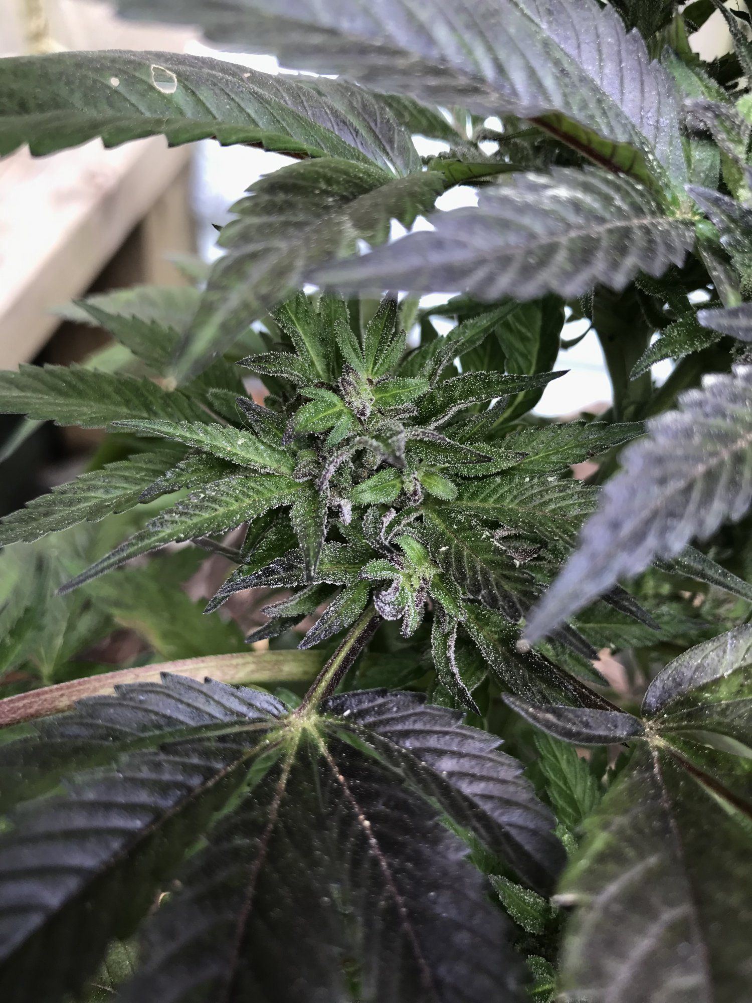 Help first time grower outdoor 8