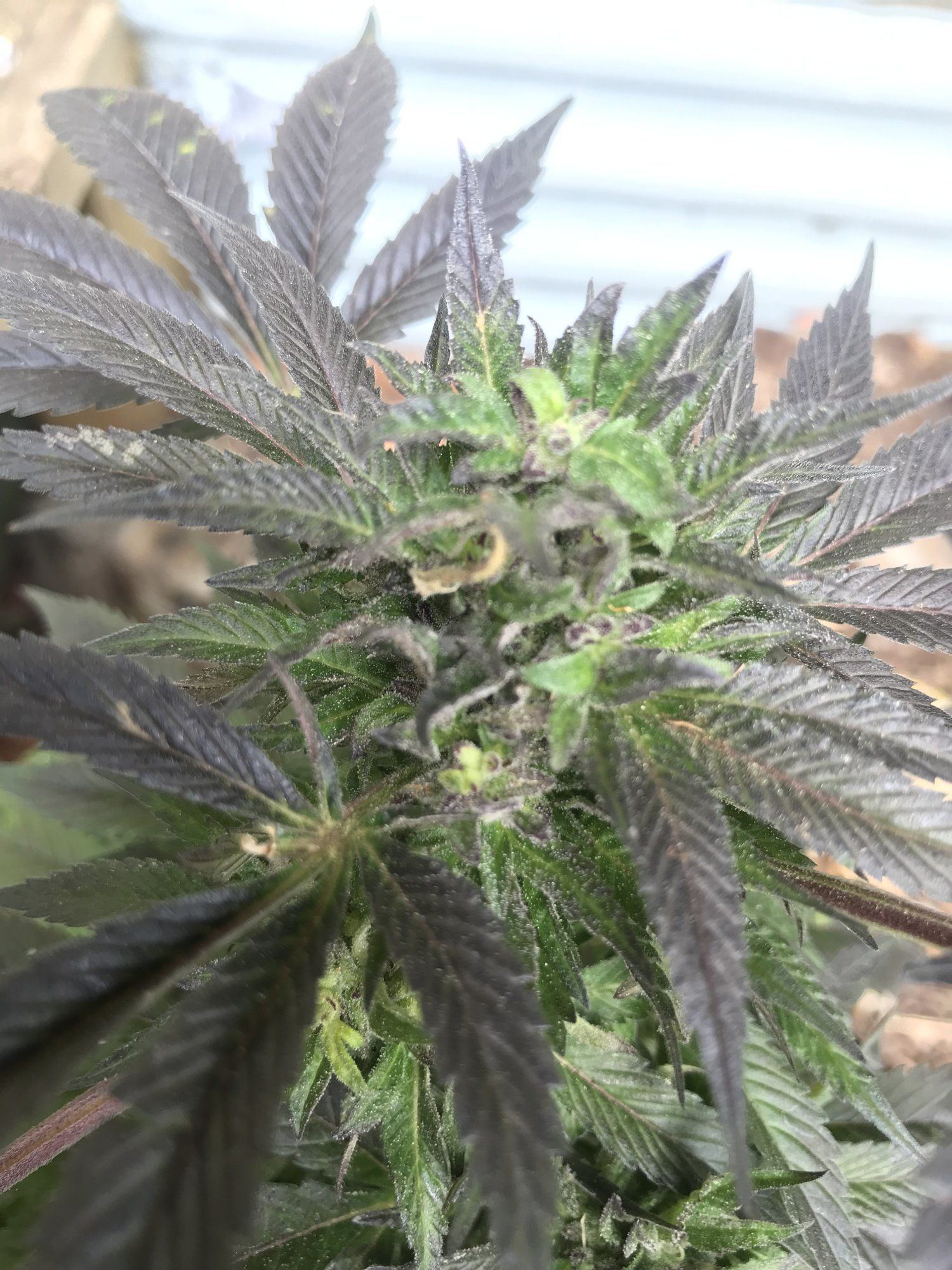 Help first time grower outdoor 9