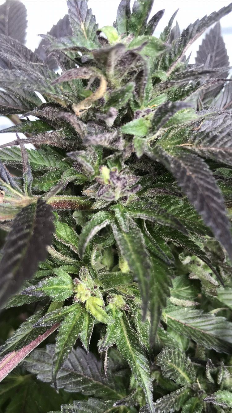 Help first time grower outdoor
