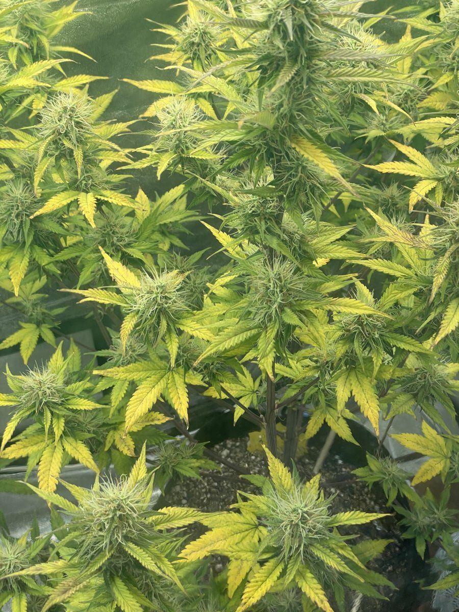 Help first time grower with a problem at the 10th week