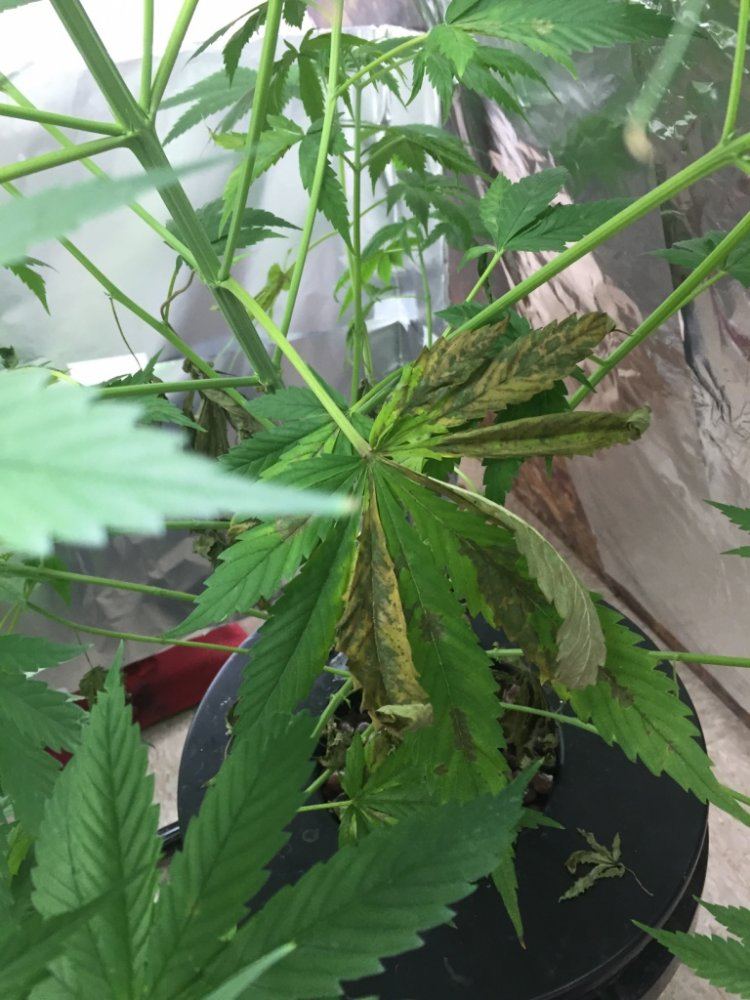 Help first time growers running into issues 8