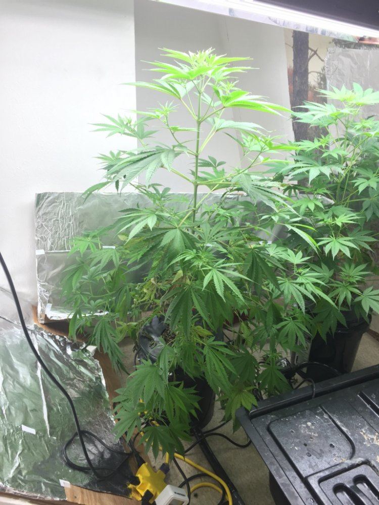 Help first time growers running into issues