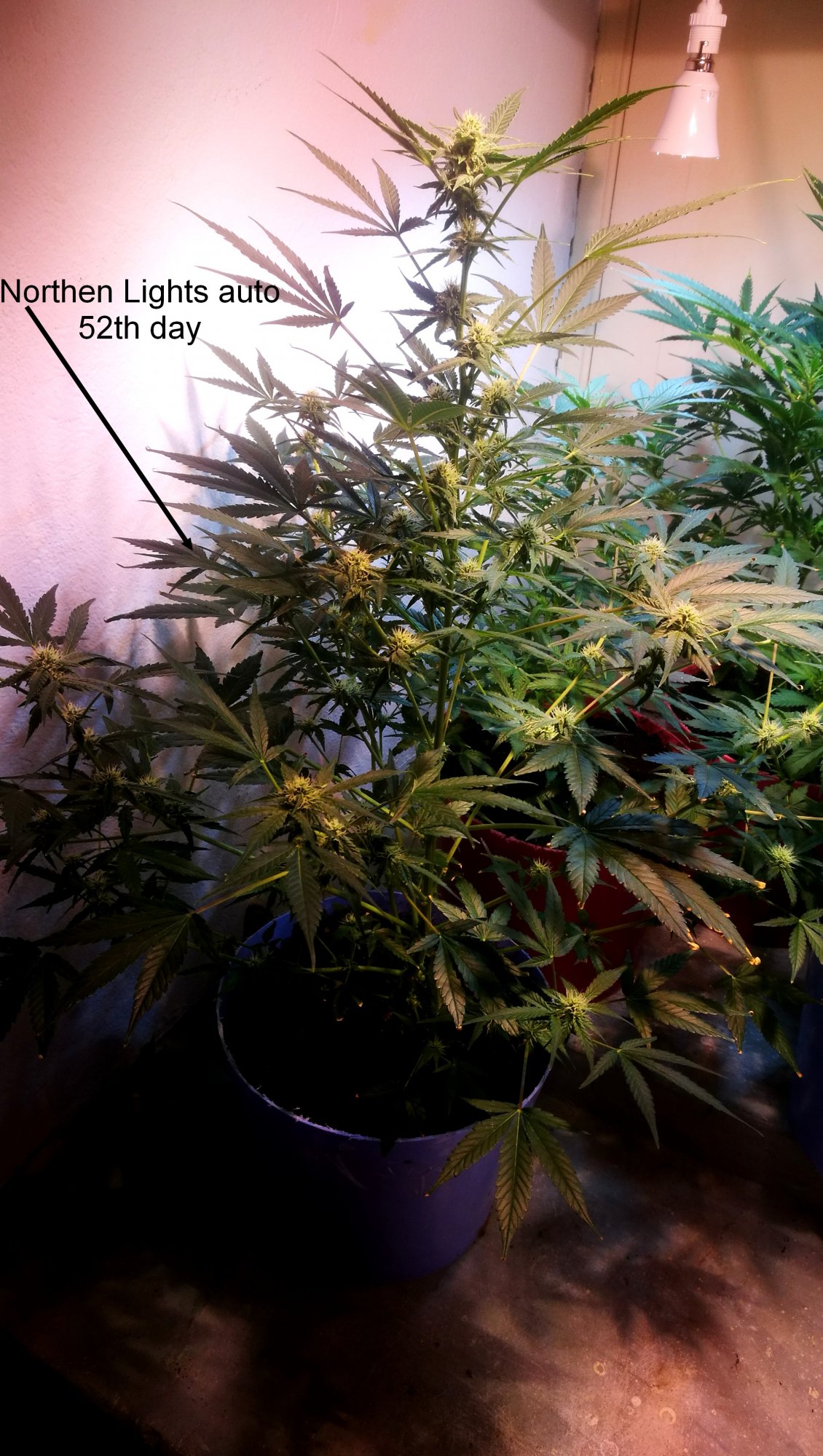 Help  flowering wont start and top leaves still curled down 2