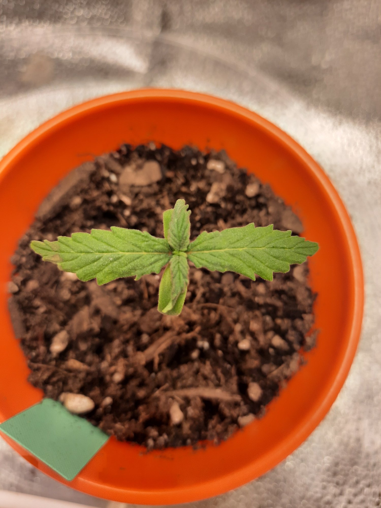 Help having issues with new seedlings 3