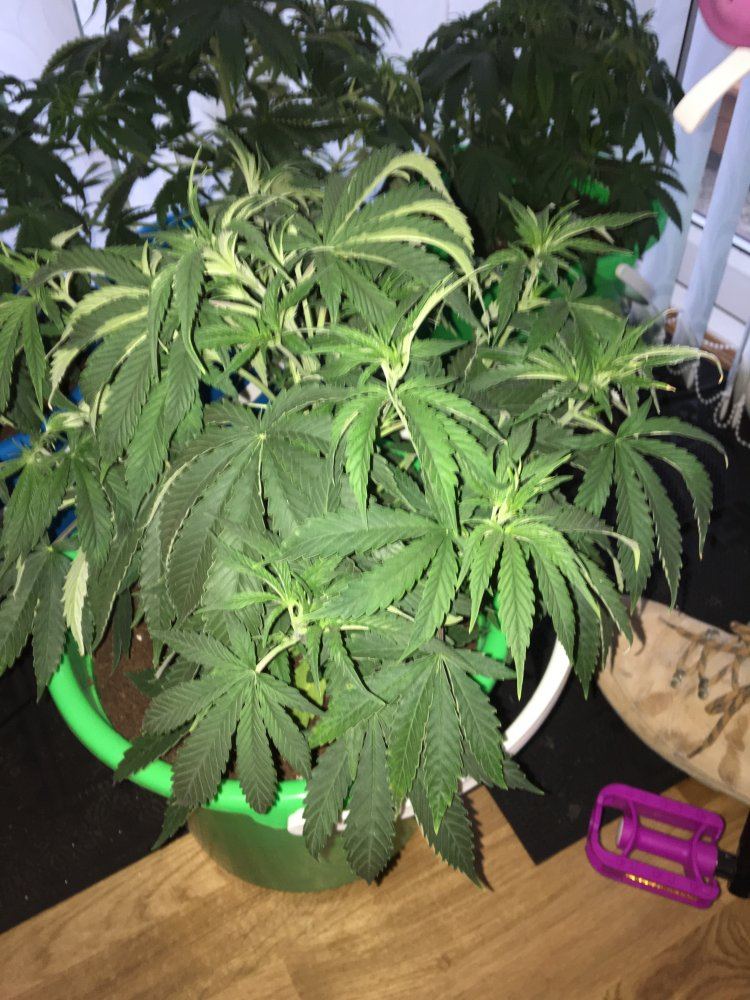 Help help help weak plants purple stems new grown leaf blades are thin 3