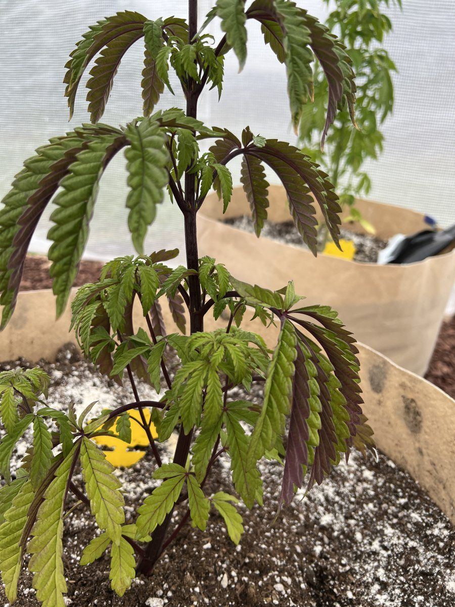 Help helping autistic son with new outdoor grow