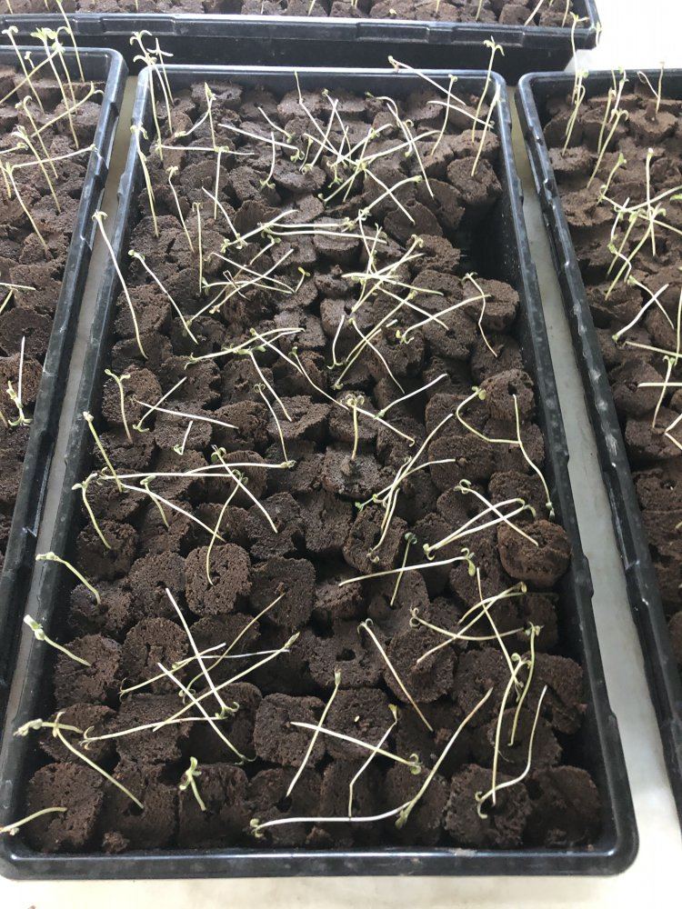 Help hemp lifter strain seedlings toppling over 3