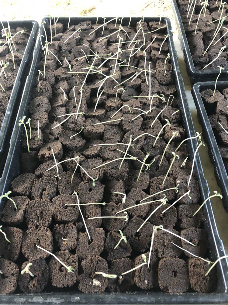 Help hemp lifter strain seedlings toppling over 4