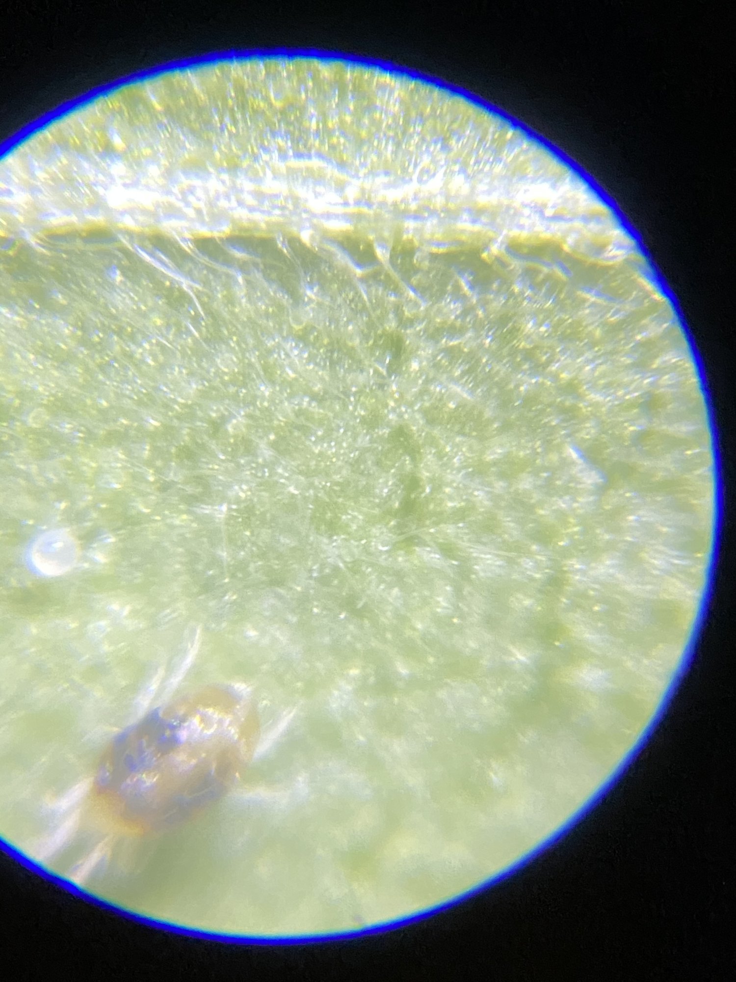 Help how to get rid spider mites
