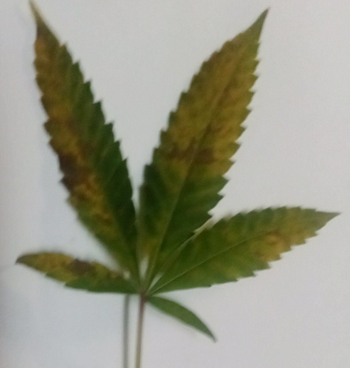 Help  i am finding leaves with spots and brown blotches   what did i do wrong 2