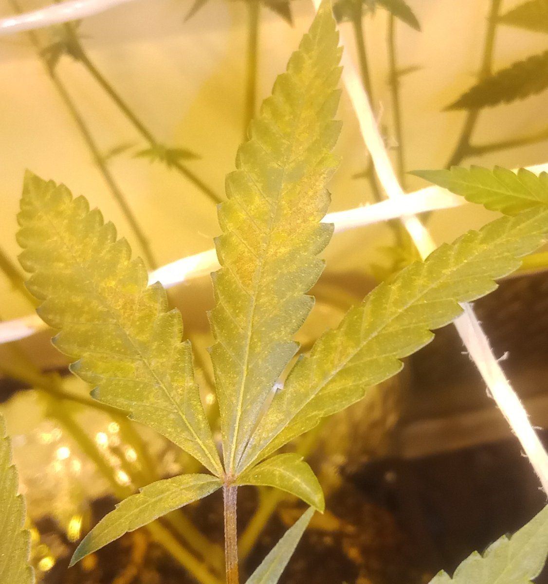 Help  i am finding leaves with spots and brown blotches   what did i do wrong