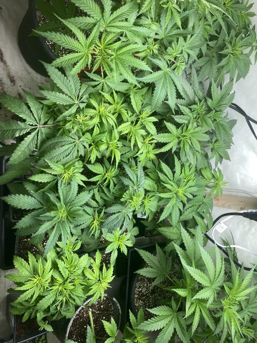 Help  i cant get the ph down of my soilless growing medium ph down 4