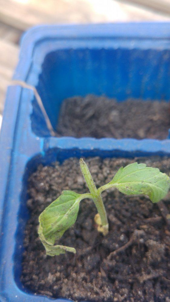 Help i cut the main stem of my seedling 2