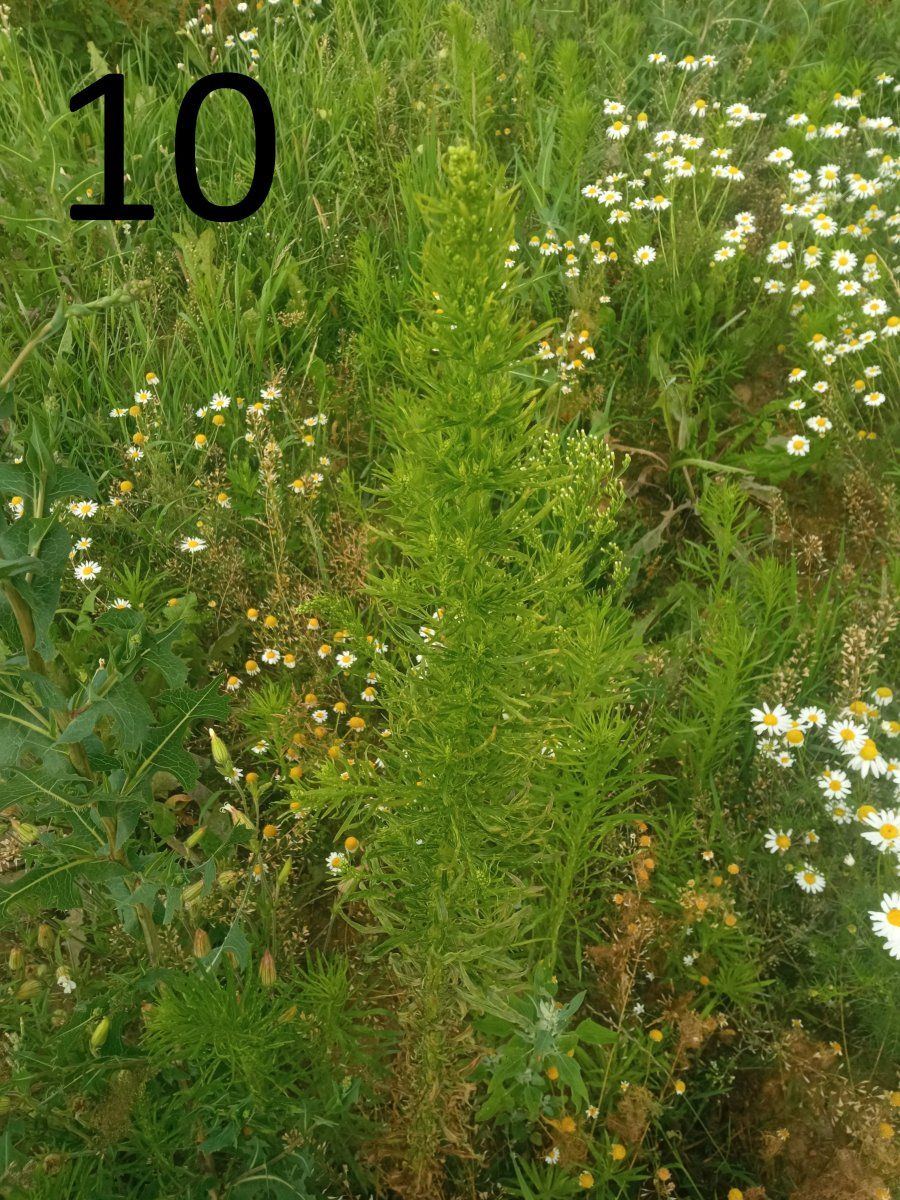 Help identify a wild plant 10
