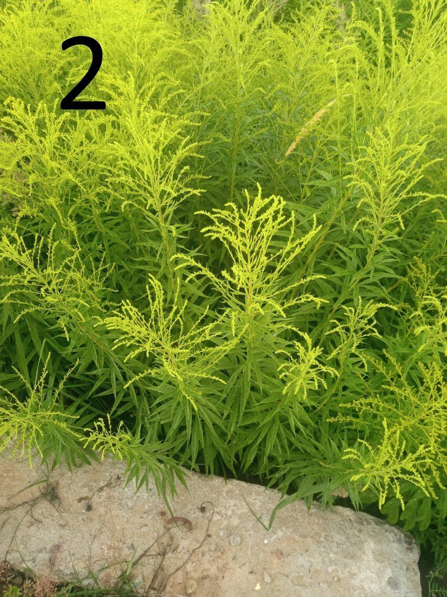 Help identify a wild plant 2