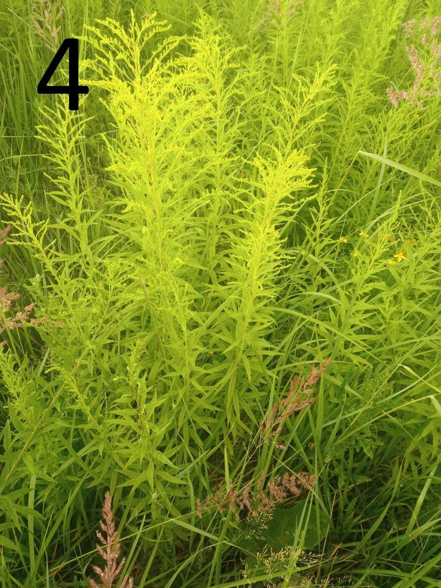 Help identify a wild plant 4
