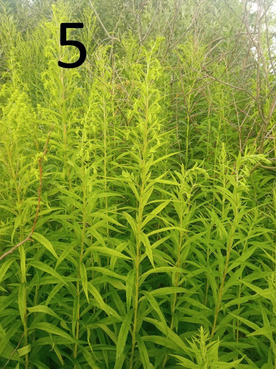 Help identify a wild plant 5